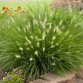 Pennisetum alopecuroides 'Little Bunny' - Lampenpoetsersgras - Pot Ø 17 cm (2 liter)