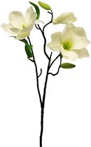 Magnolia - Wit - 60cm