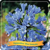 3x Agapanthus Blue Umbrella - Grote pot Ø 22 (5L) - ↑ 70cm - Blauw - Set van 3