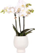 Orchidées Colibri | Orchidée Phalaenopsis Witte – Amabilis + Scandic pot décoratif blanc – taille du pot Ø9cm – 40cm de haut | plante d'intérieur fleurie en pot de fleurs - fraîche du producteur