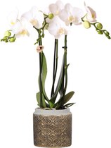 Kolibri Orchids | witte Phalaenopsis orchidee in Grey edge goud sierpot - 40cm hoog - potmaat Ø9cm