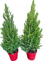 Picea glauca Conica - dwergspar - set 2 stuks - kleine kerstboom in rode pot ⌀19 cm - Hoogte  75-90 cm - Met gratis verlichting