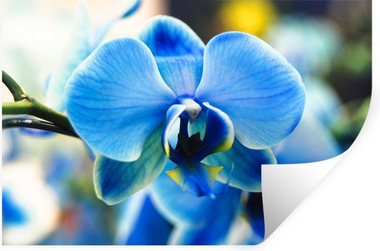 Muurstickers - Sticker Folie - Close-up van een blauwe orchidee met een vervaagde achtergrond - 60x40 cm - Plakfolie - Muurstickers Kinderkamer - Zelfklevend Behang - Zelfklevend behangpapier - Stickerfolie