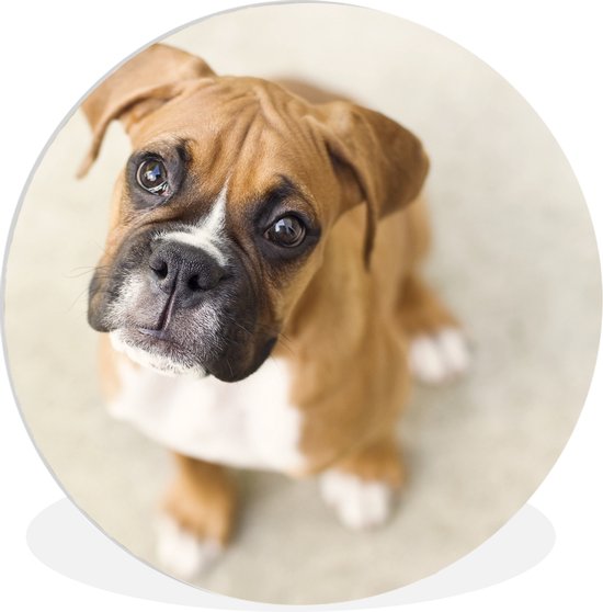 Le chiot Boxer lève les yeux vers la caméra Assiette en plastique cercle mural ⌀ 140 cm