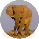 WallCircle - Wall Circle - Wall Circle Indoor - Éléphant - Animal - Herbe - 60x60 cm - Décoration murale - Peintures Ronds