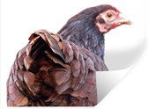 Sticker Muursticker Kip - Vue arrière poulet - 160x120 cm - Film adhésif autocollant - Sticker mural repositionnable XXL /