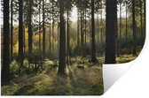 Sticker Muursticker Forêt - espace boisé par une journée ensoleillée - 120x80 cm - film adhésif autocollant - sticker mural repositionnable