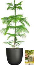 Pokon Powerplanten Kerstboom 100 cm ↕ - Kamerplant in Pot (Mica Tusca, Zwart) - Araucaria | Kamerden - met Plantenvoeding | Vochtmeter | LED Verlichting