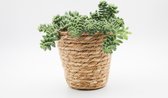Ikhebeencactus | Senecio Rowleyanus variegata | variegata string of pearls | zeldzame hangplant | Set van 2 stuks | 6 cm pot
