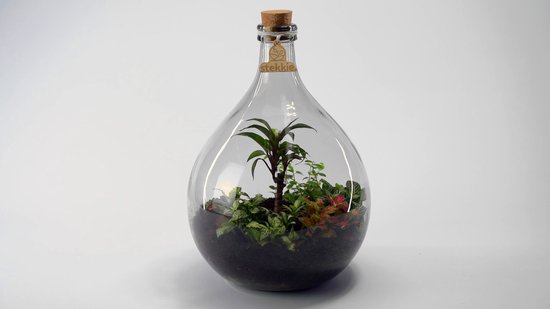 Glazen terrarium fles 5 liter met kurk - decoratievaas -↑ 33,5 cm - Ø 22 cm  | Stekkie | bol
