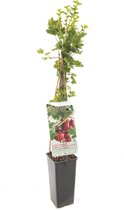 Rode kruisbes/stekelbes - Ribes uva-crispa 'Captivator' - doornloze fruitplant - klein fruit - ca. 50cm hoog - 3 stuks