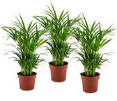 Plant in a Box - Dypsis Lutescens - Areca Goudpalm - Set van 3 - Luchtzuiverende kamerplant met glanzende groene bladeren - Pot 12cm - Hoogte 30-45cm
