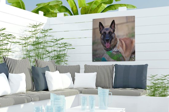 Berger Belge tenant le ballon avec sa patte Affiche de jardin 50x50 cm - petit - Toile de jardin / Toile d'extérieur / Peintures pour l'extérieur (décoration de jardin)