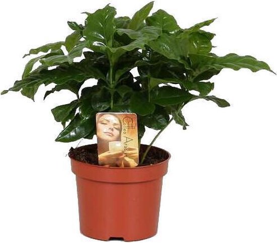 Kamerplant - Koffieplant - Coffea arabica - hoogte: 30 cm - pot ∅ 12 cm