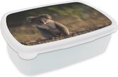 Lunchbox Wit - Lunchbox - Breadbox - Koala - Soleil - Animal - Kids - Garçons - Meiden - 18x12x6 cm - Adultes