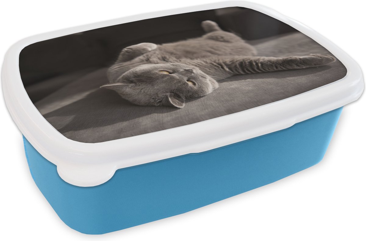 Broodtrommel Blauw - Lunchbox - Brooddoos - Dier - Poes - Grijs - 18x12x6 cm - Kinderen - Jongen