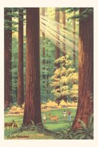 Pocket Sized - Found Image Press Journals- Vintage Journal California Redwoods