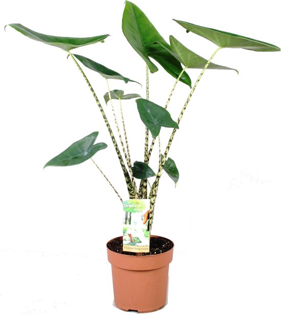 Plant in a Box - Alocasia Zebrina - Olifantsoor - Kamerplant - Pot ⌀17cm - Hoogte ↕ 50-60cm