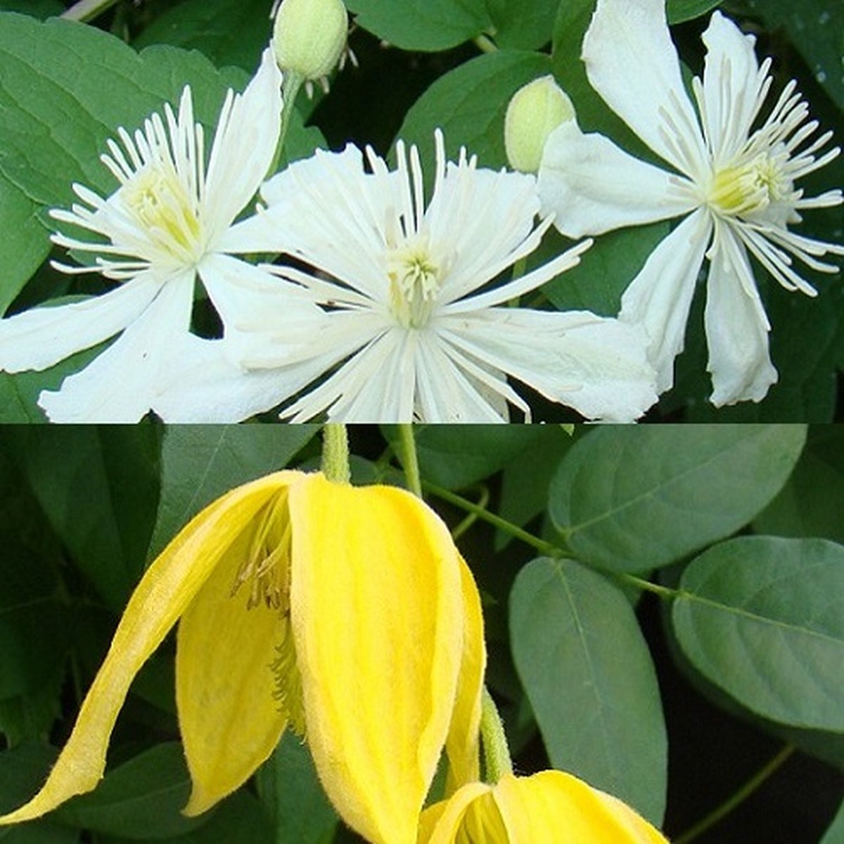 2 x Clematis klimplanten: Clematis Summer Snow & Clematis Tangutica - Wit en Geel bloeiend - Meerjarige en Winterhard - 2 x 1,5 liter pot