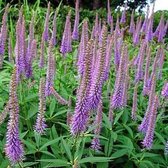 Veronicastrum virginicum 'Lavendelturm' - Ereprijs - Planthoogte: 10 cm - Pot 11 cm (1 liter)