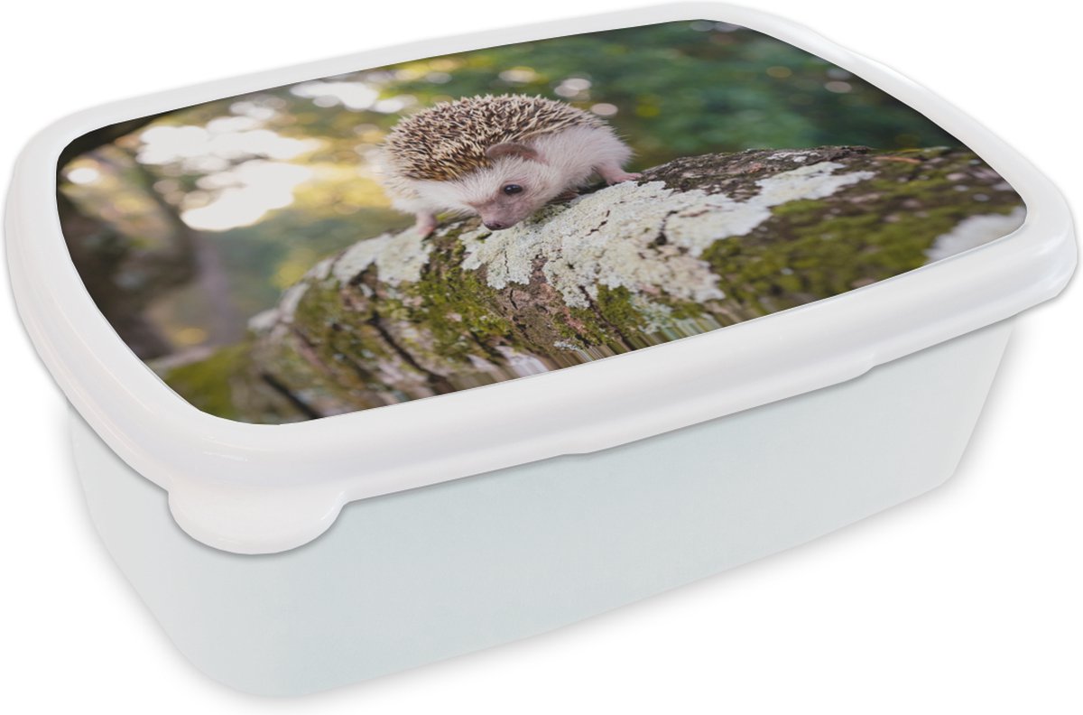 Broodtrommel Wit - Lunchbox - Brooddoos - Egel loopt op tak - 18x12x6 cm - Volwassenen