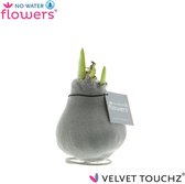 JP Plants- Zilver Velvet Amaryllis bloembol - no water flowers - zonder vaas - bollen