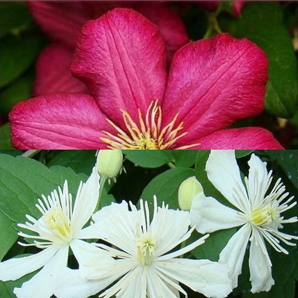 2 x Clematis klimplanten: Clematis Summer Snow & Clematis Ville de Lyon - Wit en Rood bloeiend, Meerjarig en Winterhard | 2 x 1,5 liter pot