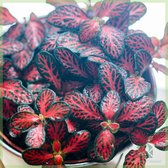 Fittonia verschaffeltii - kamerplanten - Red Dragon - mozaïekplant - nerve plant- plantje
