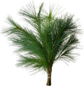 Kerstgroen - Pinus - 60 cm - Kerst takken - Kerst decoratie - Kerst - Natuurlijk Bloemen