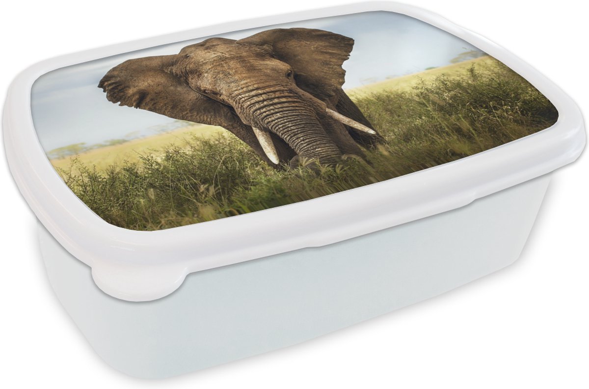 Broodtrommel Wit - Lunchbox - Brooddoos - Dreigende olifant - 18x12x6 cm - Volwassenen
