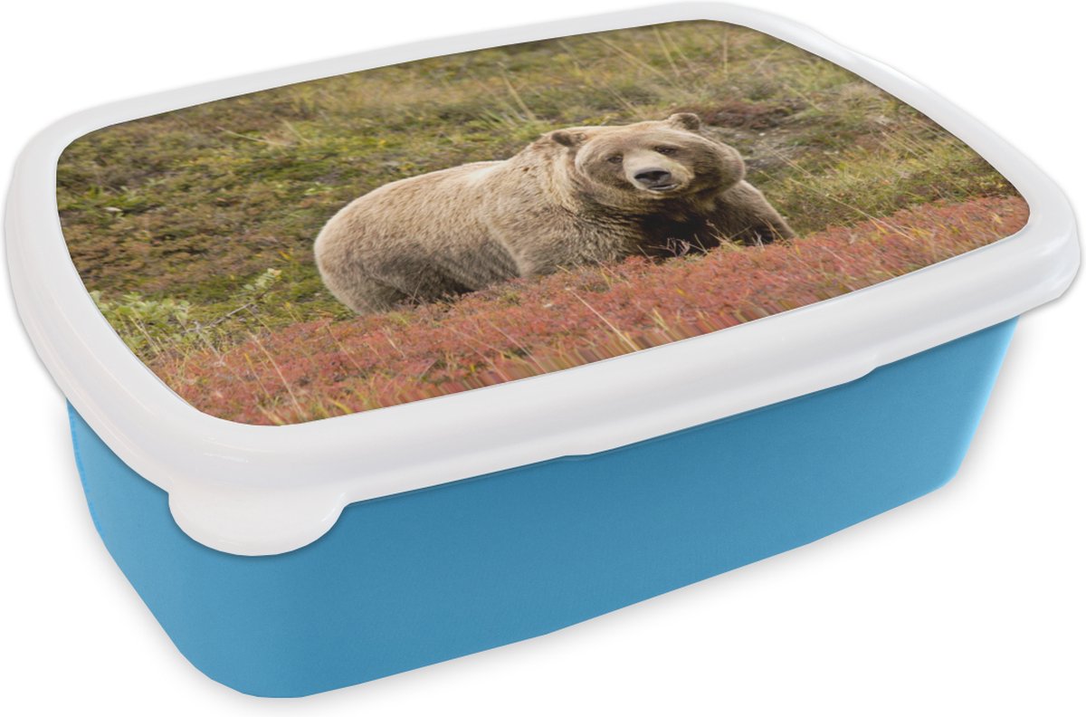 Broodtrommel Blauw - Lunchbox - Brooddoos - Beer - Heide - Grizzly - 18x12x6 cm - Kinderen - Jongen