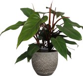 FloraExpert - Philodendron - 60 Cm - Ø 18