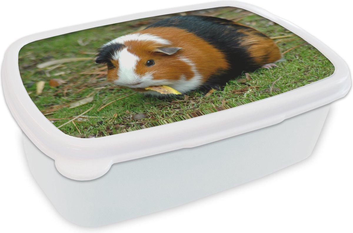 Broodtrommel Wit - Lunchbox - Brooddoos - Cavia buiten - 18x12x6 cm - Volwassenen