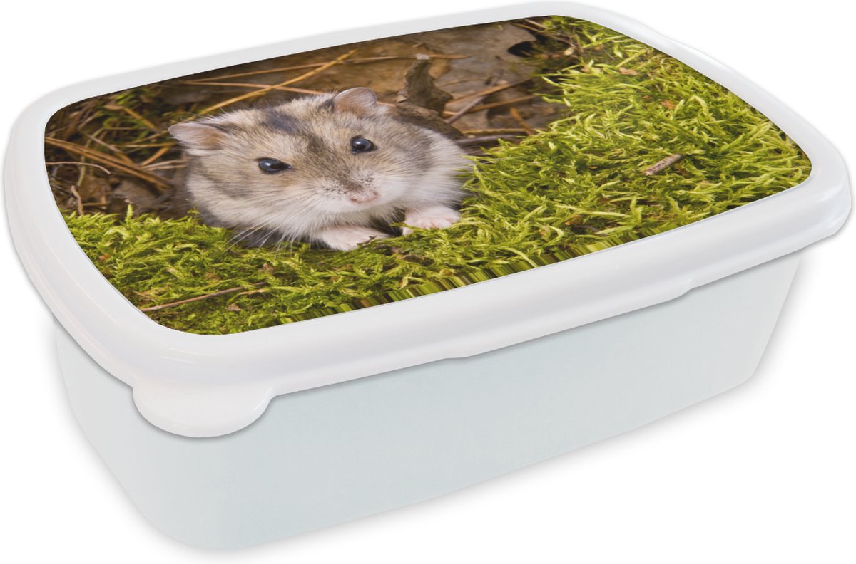 Broodtrommel Wit - Lunchbox - Brooddoos - Grijze dwerghamster - 18x12x6 cm - Volwassenen