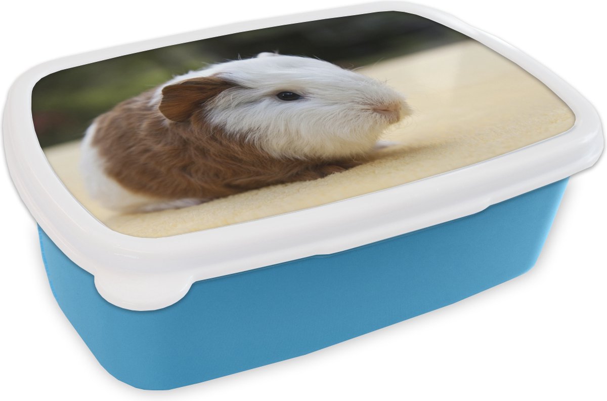 Broodtrommel Blauw - Lunchbox - Brooddoos - Jonge cavia - 18x12x6 cm - Kinderen - Jongen