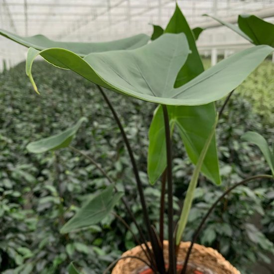Alocasia Zebrina Black Stem in mand bijzondere kamerplant in speciale cadeauverpakking bol
