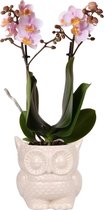Kolibri Orchids | Roze Phalaenopsis orchidee – Andorra + Owl sierpot nude – potmaat Ø9cm – 40cm hoog | bloeiende kamerplant in bloempot - vers van de kweker