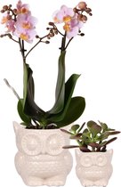 Planten set Owl nude | Set met roze Phalaenopsis Orchidee Ø9cm en groene plant Succulent Ø6cm | incl. keramieken sierpotten