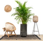 Combi deal -Dypsis Lutescens (Areca palm) inclusief vaas Elisa Mystic - 190cm