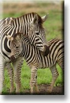 Een bijzondere magneet met een mooie afbeelding van een zebra. De magneet kan op de koelkast worden gehangen of op een andere plek. Voor uzelf of Bestel Een Kado.