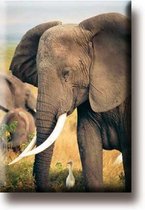 Een bijzondere magneet met een mooie afbeelding van een olifant. De magneet kan op de koelkast worden gehangen of op een andere plek. Voor uzelf of Bestel Een Kado.