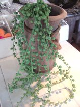 Kunst erwtenplant hanger