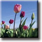 Een leuke koelkastmagneet! Een mooie blauwe lucht met fleurige tulpen. Een magneet voor meerdere pekken in huis. Voor uzelf of Bestel Een Kado.