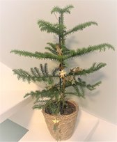 Araucaria Heterophylla in kweekpot 17cms en 60cms hoog! - Kerst - Kamer den - kamerplant - Verliest geen naalden! Prijs is inclusief verzending! (Foto's van eigen planten)