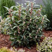 Sarcococca humilis 'Winter Gem' - Vleesbes - Planthoogte: 25-30 cm - Pot Ø 15 cm (1,5 liter)