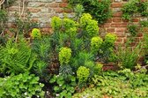 12x Euphorbia characias 'Wulfenii' - WOLFSMELK - pot 9 x 9 cm