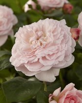 Eglantyne | Engelse roos | David Austin | Struikroos | Sterke geur | Wortel