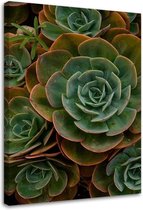 Trend24 - Canvas Schilderij - Groene Succulente Bloem - Schilderijen - Bloemen - 70x100x2 cm - Groen