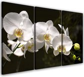 Trend24 - Canvas Schilderij - Witte Orchidee - Drieluik - Bloemen - 150x100x2 cm - Meerkleurig