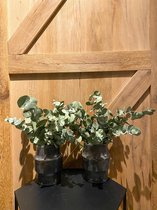 Eucalyptus Cinerea Takken - bos van 350 gram - 70 cm - Extra Kwaliteit - Vers - Droogbloemen - Dried Flowers